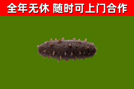 乌恰回收海参干