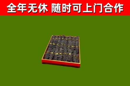 乌恰回收海参